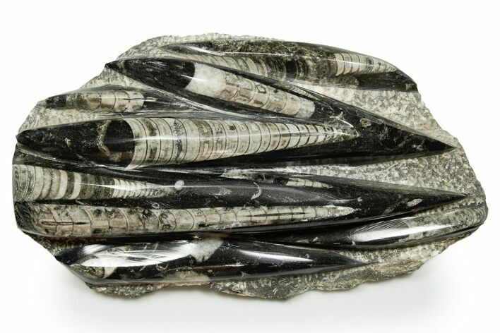 Polished Fossil Orthoceras (Cephalopod) Plate - Morocco #372647